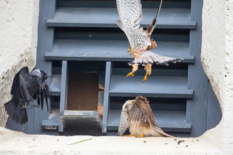 Common kestrel