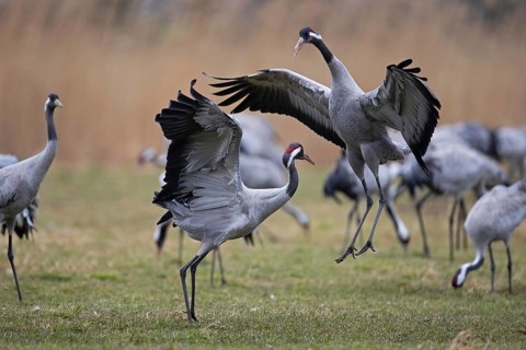 Common crane