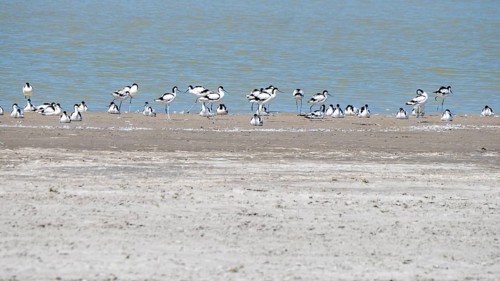 Black-capped avocet