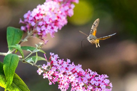 Hummingbird hawk-moth