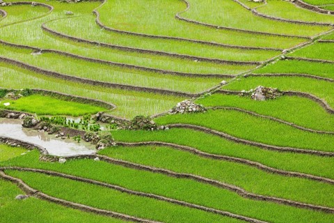 Rice field terraces