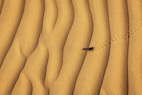 Scarab