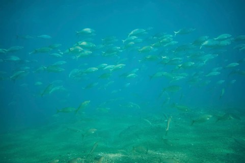 Salema porgy