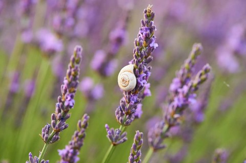 White garden snail