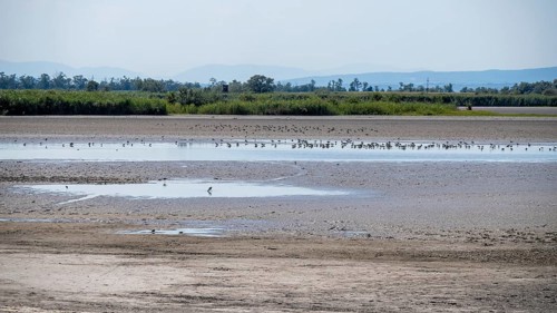 Birds at the very dry Zicksee