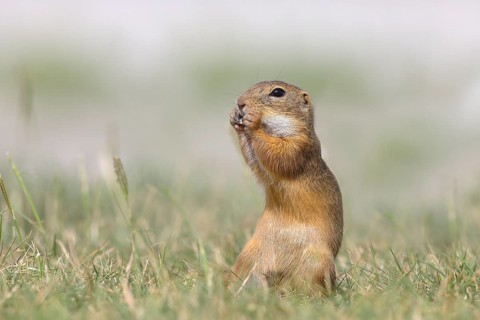 European ground squirrel