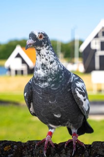 Carrier pigeon on the coast