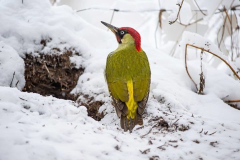 European green woodpecker
