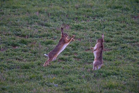 Cape hare