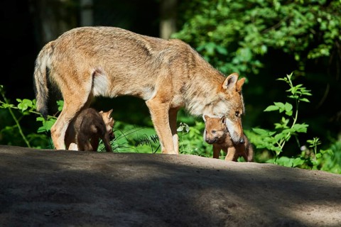 Eurasian wolf