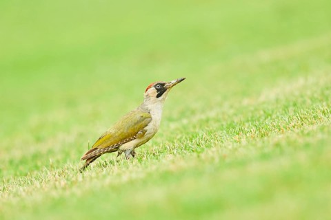 European green woodpecker