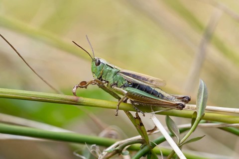 Marsh grasshopper