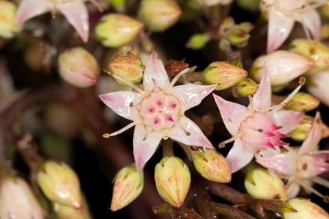 Showy stonecrop