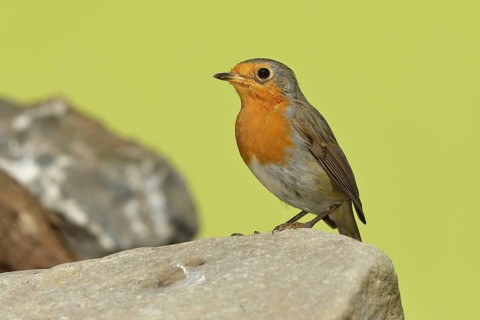 European robin