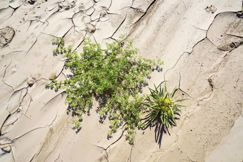 Symbolic Image