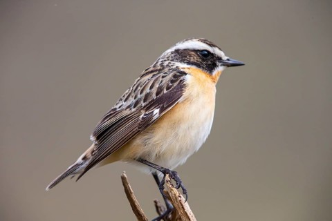 Whinchat