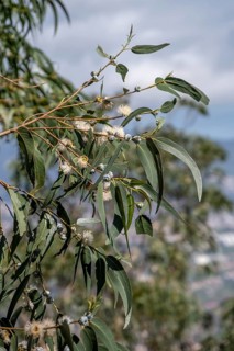 Common fever tree