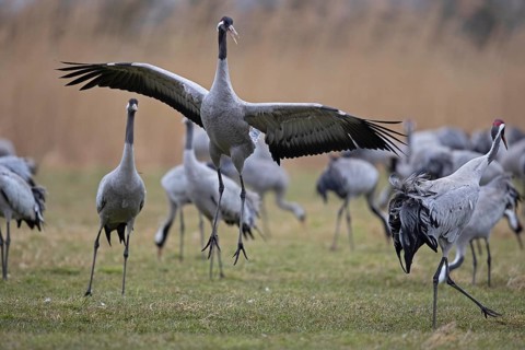 Common crane