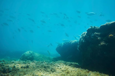 Salema porgy