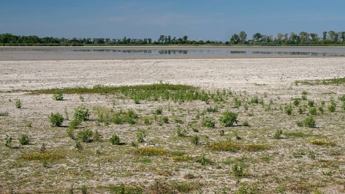 Heavily dried-up Zicksee