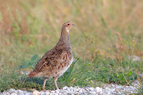 Gray partridge