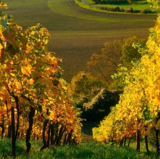 Vineyard in autumn near Diefenbach