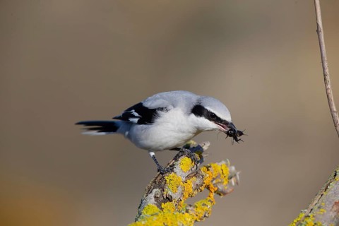 Great Grey Shrike