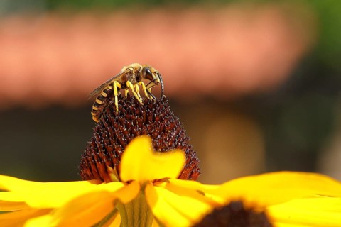 European european beewolf
