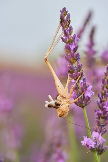 Skin of a brown-spotted bush-cricket