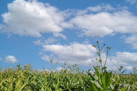 Field with tobacco plants