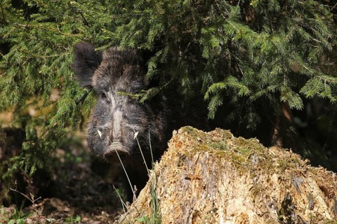 Wild boar