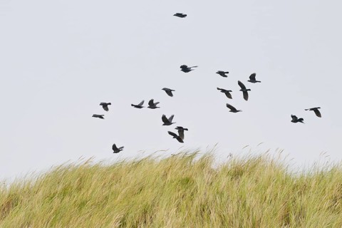 Flock of western jackdaws
