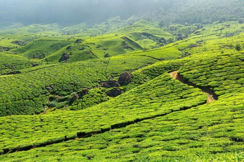 Tea plantations. Munnar
