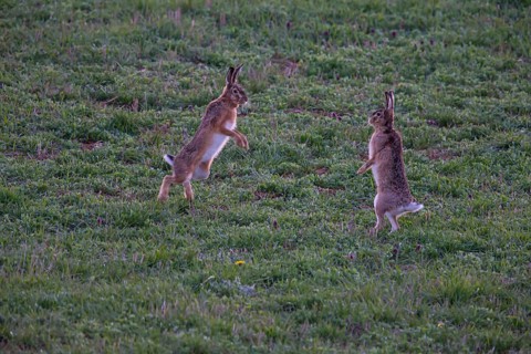 Cape hare