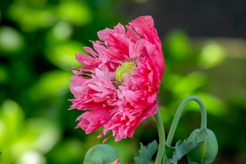 Double poppies