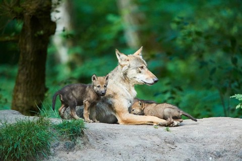 Eurasian wolf