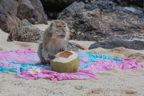 Monkey