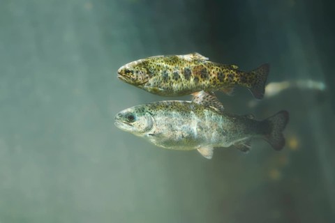Rainbow trout