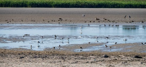Birds at the very dry Zicksee