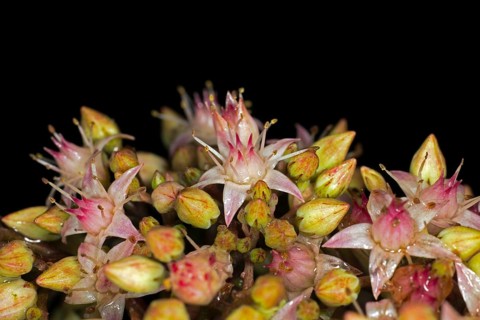 Showy stonecrop