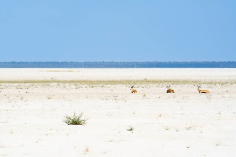 3 Springboks rest on the dried up Etosha Salt Pan. Etosha National Park