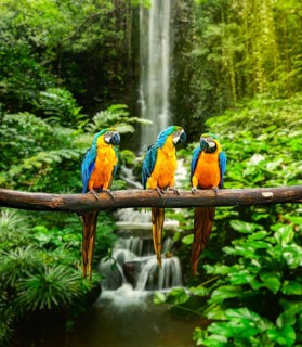 Blue-and-Yellow Macaw