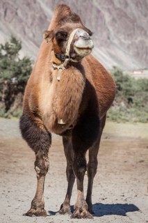 Bactrian camel in Himalayas. Hunder village