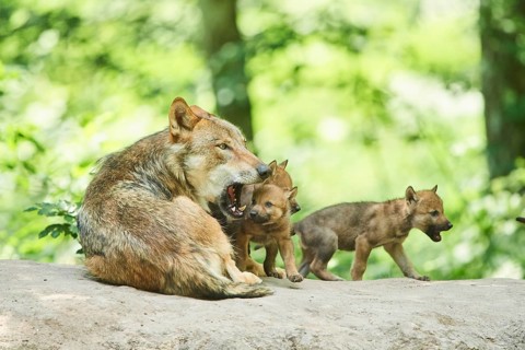 Eurasian wolf