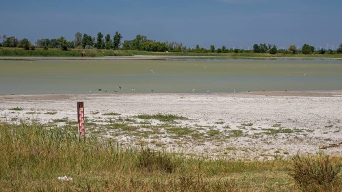 Heavily dried out Darscho or Warmsee