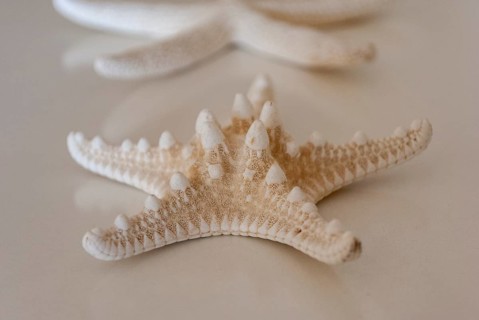 Starfish on a white background