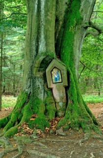 Old tree with wayside shrine