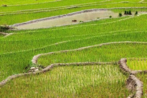 Rice field terraces