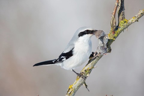 Great Grey Shrike