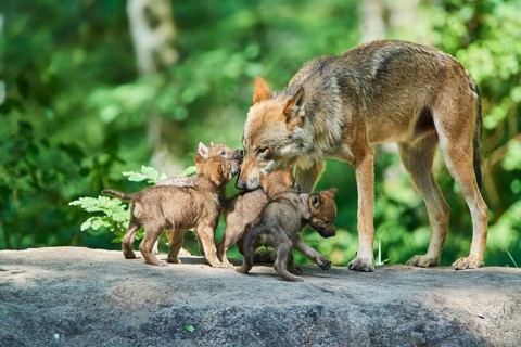 Eurasian wolf